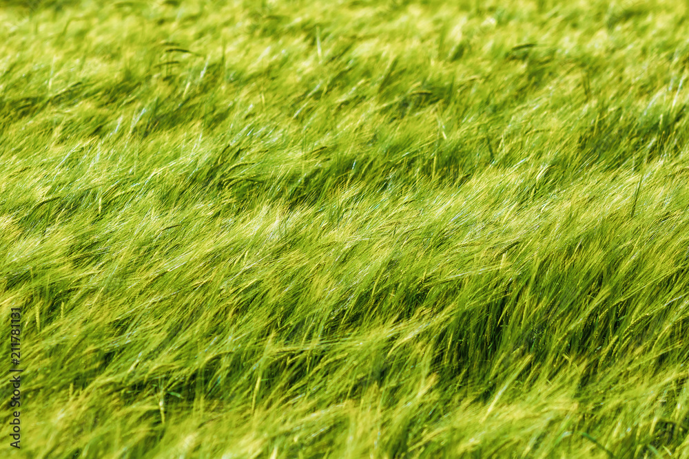 Wheat growing in a field Wheat growing in a field