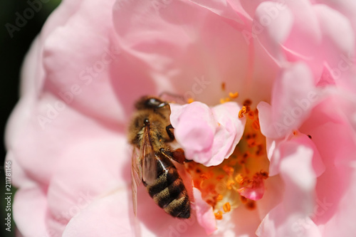 Bee is in the center of pink rose in the spring garden