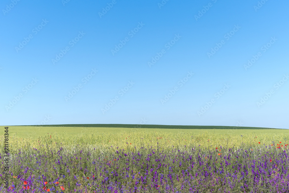 Agricultural landscape in Podolia region of Ukraine Agricultural landscape in Podolia region of Ukraine