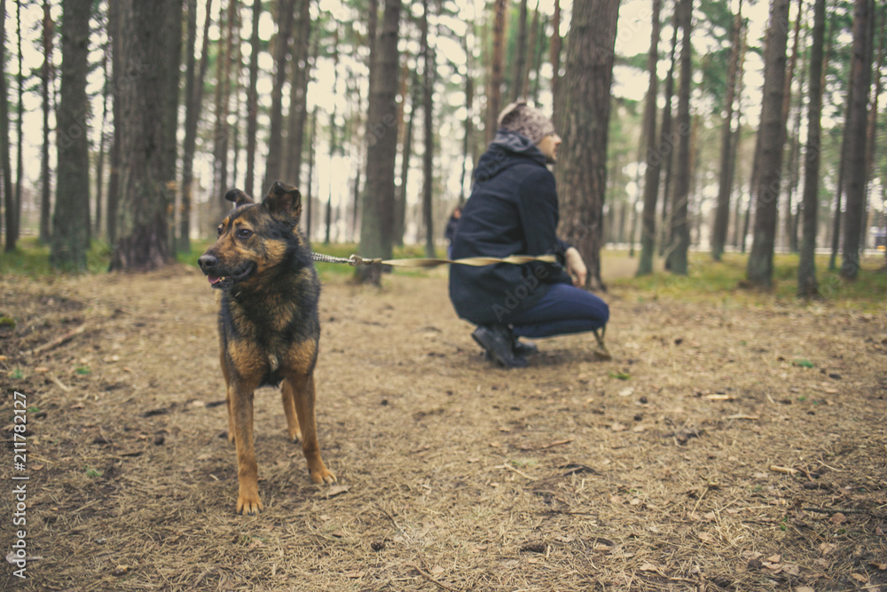 Man and dog .staring and looking  in different directions. Walking with dog in pine tree forest in cloudy day.