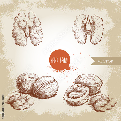 Hand drawn sketch style walnuts set. Whole, half and walnut seed. Eco healthy food vector illustration. Isolated on old looking background. Retro style.