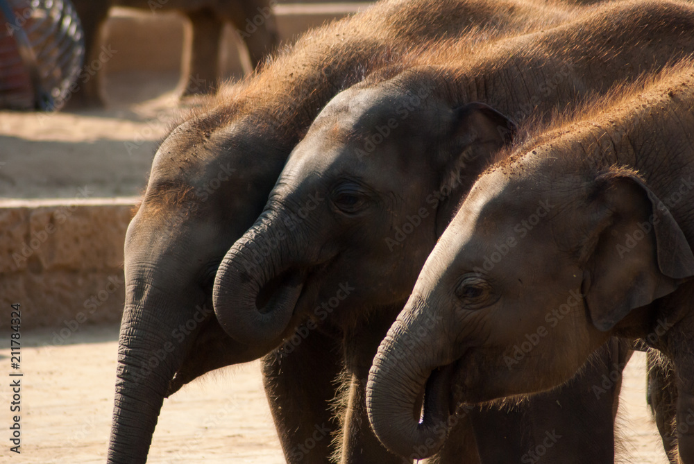 Fototapeta premium Elephant of India
