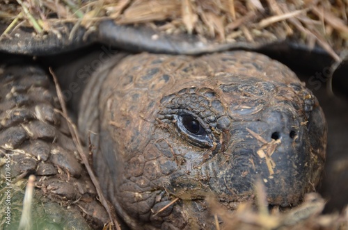 Galapagos Islands