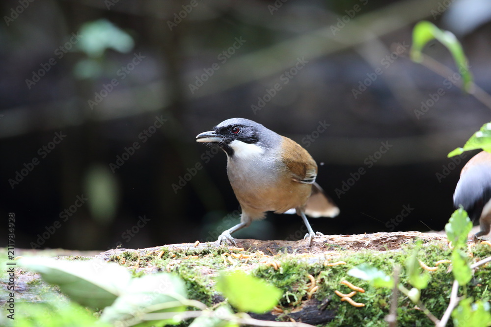 Obraz premium White-cheeked laughingthrush (Garrulax vassali) in Da lat, Vietnam