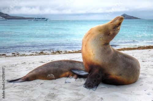 Galapagos Sea Lion