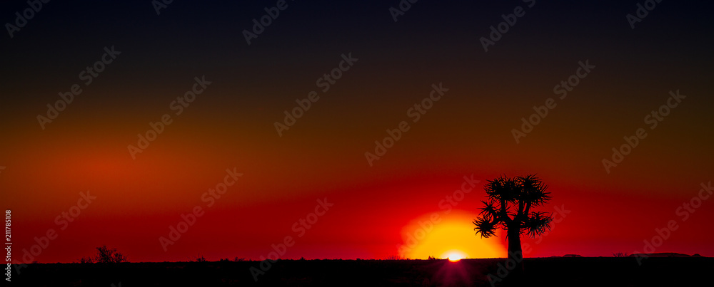 Fototapeta premium Quiver tree silhouetted at sunset in the Namaqualand natural region in the Northern Cape province of South Africa image with copy space in landscape format
