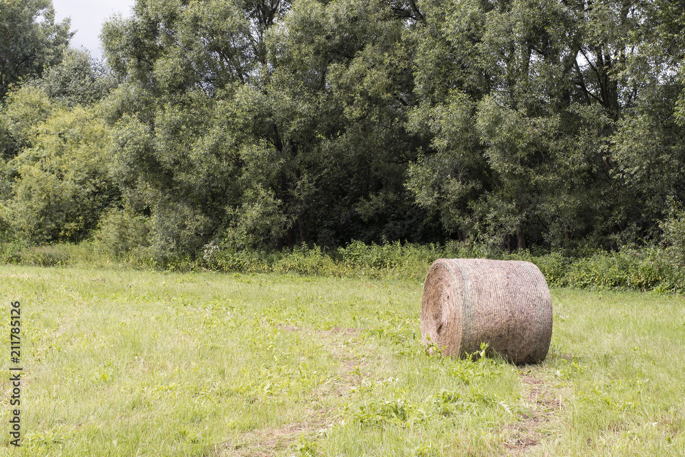 Cylindrical straw bales in a meadow with a forest in the background.