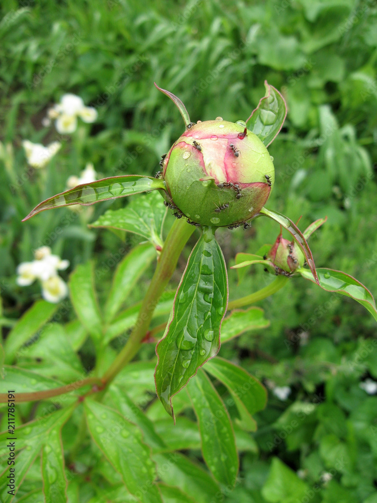 Pink peonies in the garden. Blooming pink peony. Closeup of beautiful pink Peonie flower. Pink peonies in the garden. Blooming pink peony. Closeup of beautiful pink Peonie flower.
