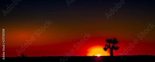 Quiver tree silhouetted at sunset in the Namaqualand natural region in the Northern Cape province of South Africa image with copy space in landscape format