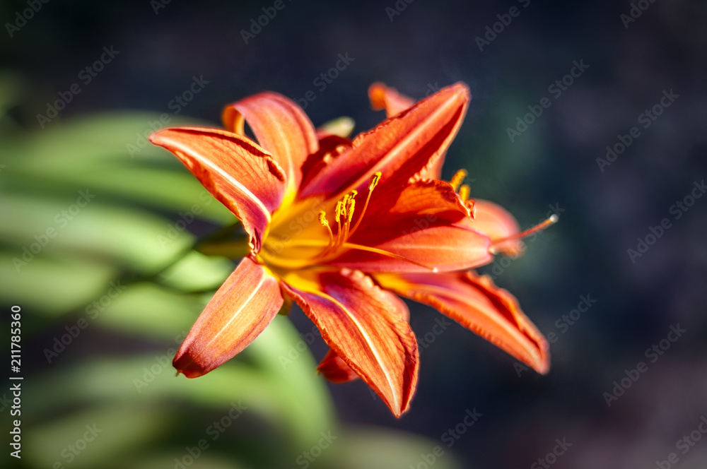 Obraz premium lily