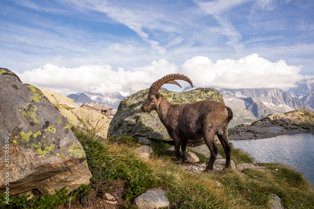 Alpine Wild Ibex Pausing in front of a Rock on a Sunny Summer Day.