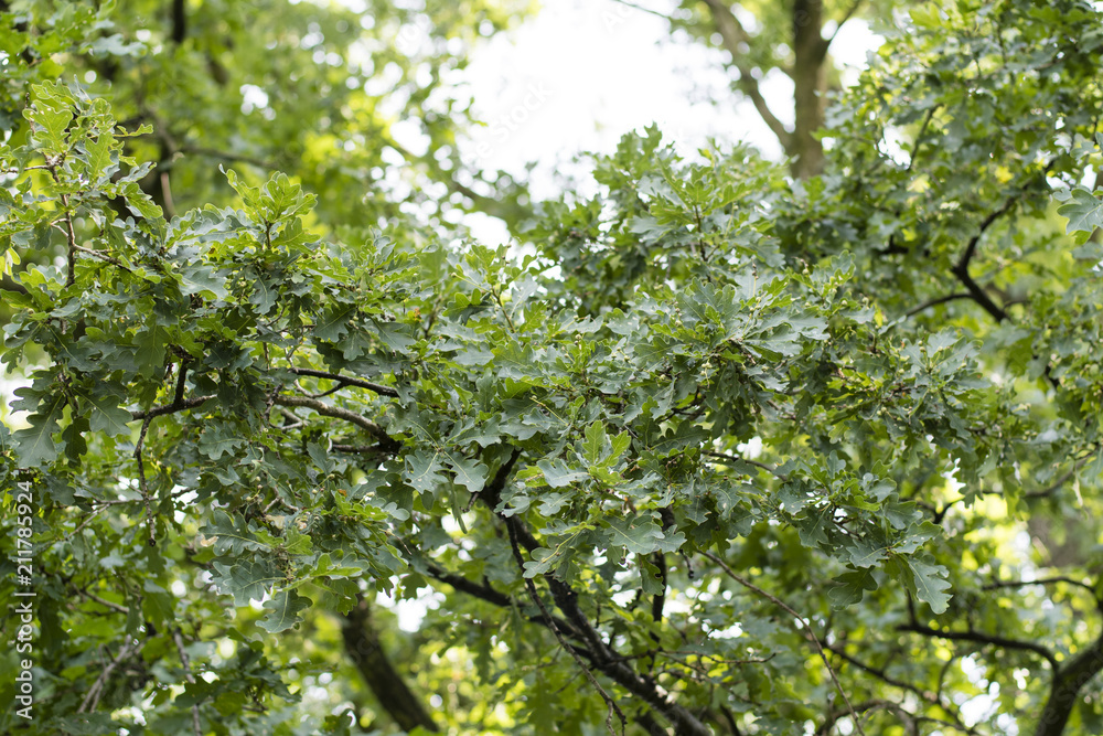 Young acorns on oak with wet leaves after the rain. Young acorns on oak with wet leaves after the rain.
