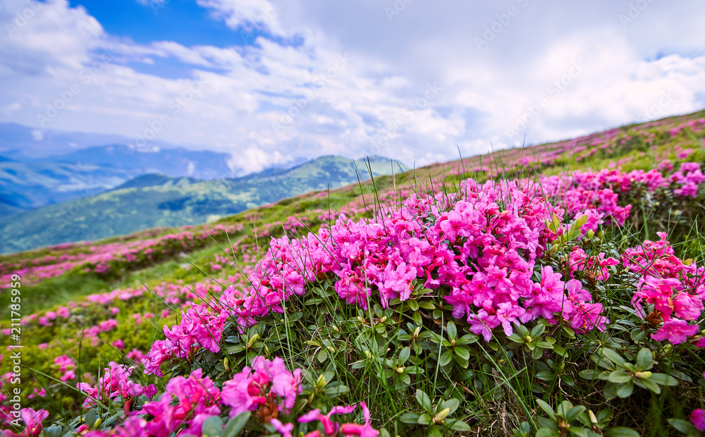 Beautiful view high in the mountains in summer.