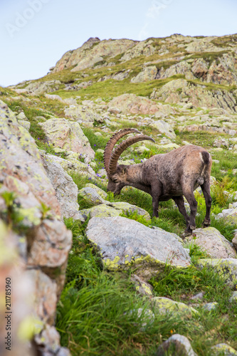 Alpine Wild Ibex Eating in front of a Rock on a Sunny Summer Day.