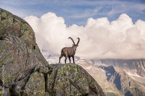Fototapeta Wild Ibex in front of Iconic Mont-Blanc Mountain on a Sunny Summer Day
