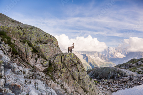 Wild Ibex in front of Iconic Mont-Blanc Mountain on a Sunny Summer Day. photo