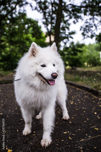 beautiful white dog of Samoyed Laika