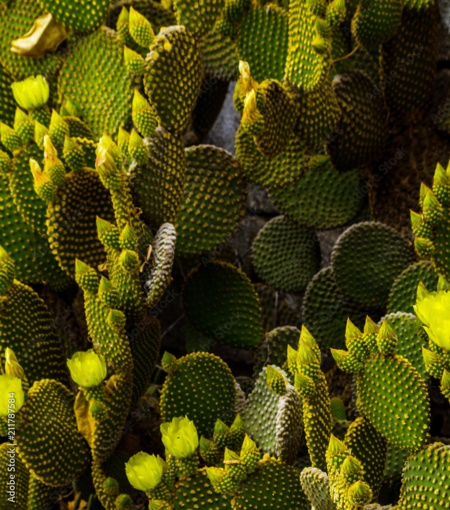 wild green cactuses in andalusia, plants typical for dry tropical climate wild green cactuses in andalusia, plants typical for dry tropical climate