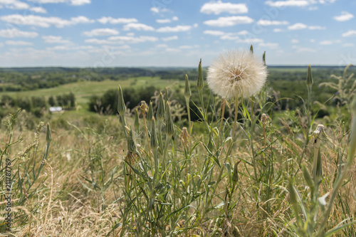 Huge white dandelion in the field photo