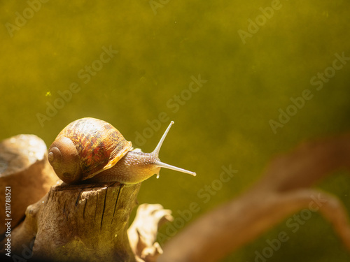 small snail sits on a piece of wood on a gold background photo