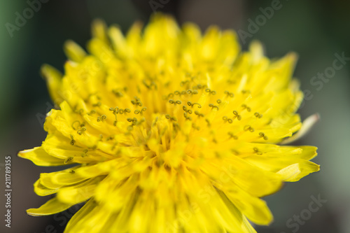 Fototapeta Naklejka Na Ścianę i Meble -  Close-up of a dandelion flower yellow. Macro photo