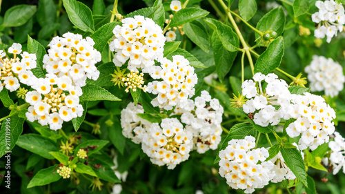 Fototapeta Naklejka Na Ścianę i Meble -  White Lantana camara flower in a garden.
