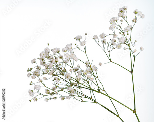 Closeup of small white gypsophila flowers isolated on white photo