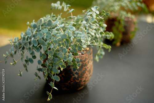 Decorative flower in the planters. In the garden landscape photo