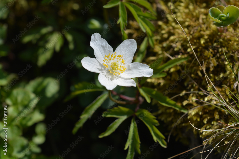 White Christmas rose White Christmas rose