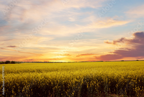 Bright sunset before the rain over rapeseed field.