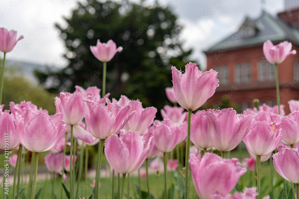 Fototapeta premium ピンクのフリンジ咲きチューリップの花