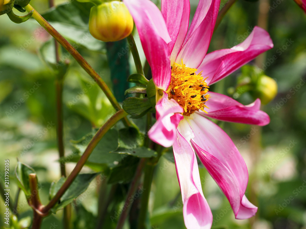Fototapeta premium pink and yellow flower
