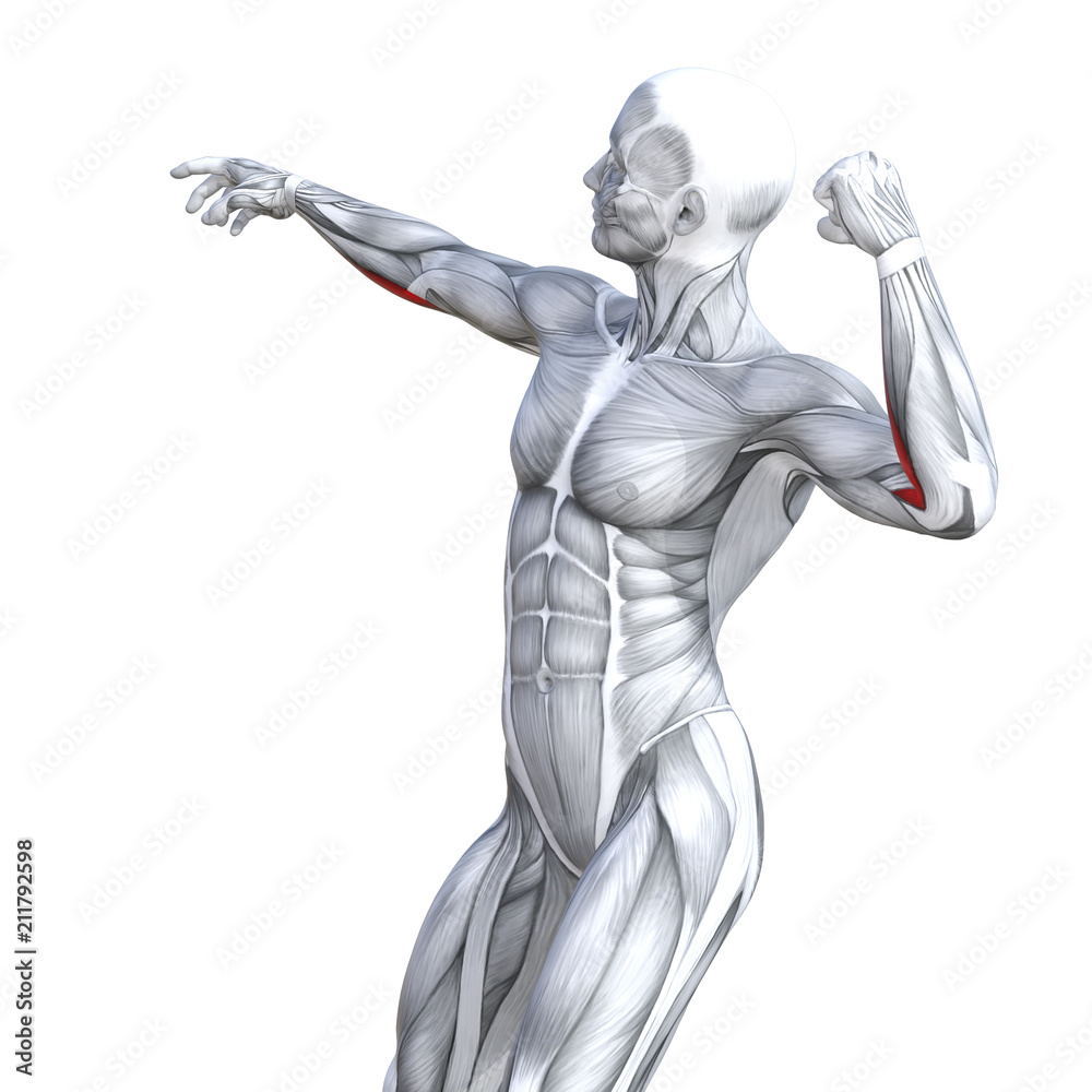Concept conceptual 3D illustration chest fit strong human anatomy or anatomical and gym muscle isolated, white background for body health with tendons, abs, biological, fitness medical muscular system Concept conceptual 3D illustration chest fit strong human anatomy or anatomical and gym muscle isolated, white background for body health with tendons, abs, biological, fitness medical muscular system