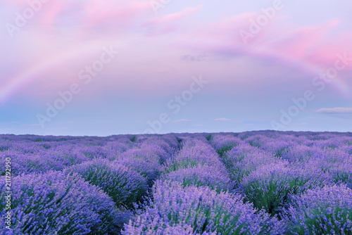 A gentle pink sunset in a lavender field and a fairy rainbow. Fantasy. Flowering of lavender. 