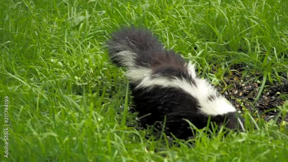small young skunk eating birdseed small young skunk eating birdseed
