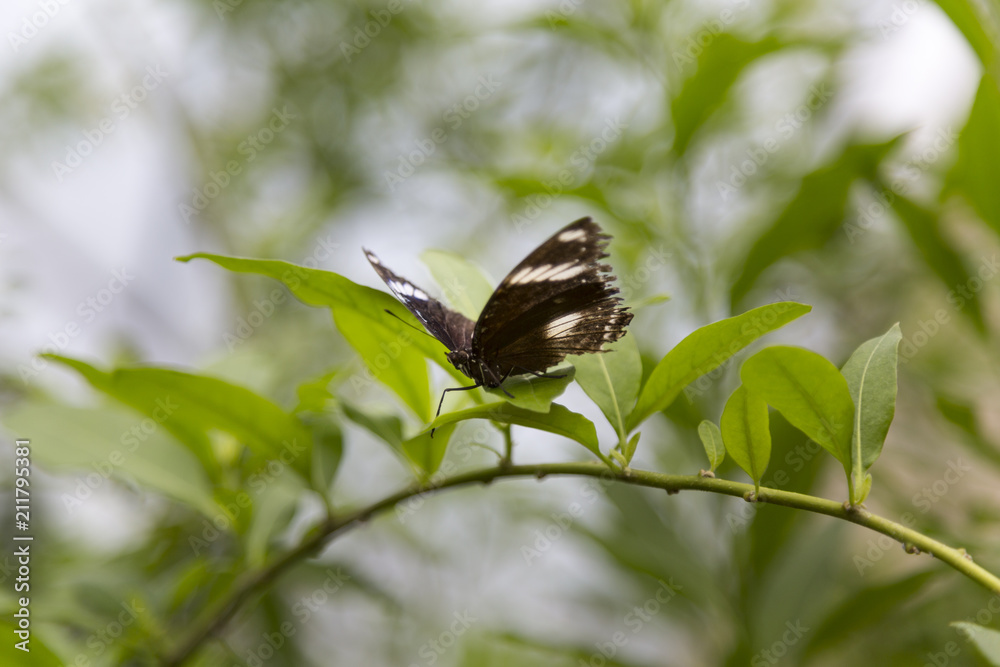 Butterfly Resting on Plant Branch Butterfly Resting on Plant Branch