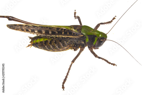 locust isolated on white background