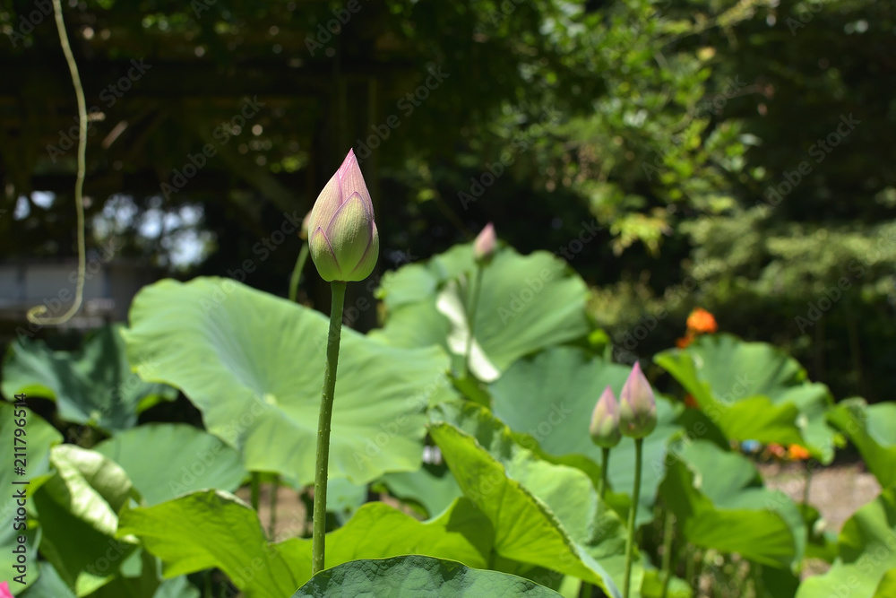 Bud of the lotus Bud of the lotus