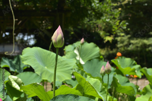 Bud of the lotus