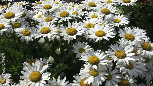 Leucanthemum maximum white chrysanthemum flowers also known as shasta daisy or silver princess. 
 photo