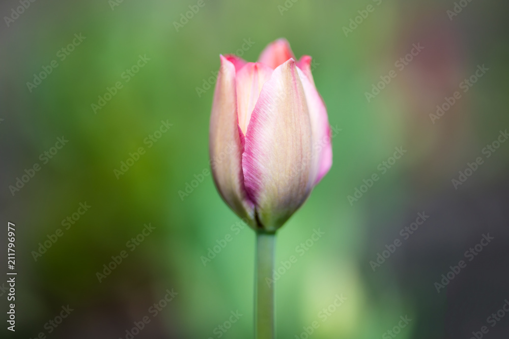 One Bud of pink Tulip in the center of the photo on a blurred green background