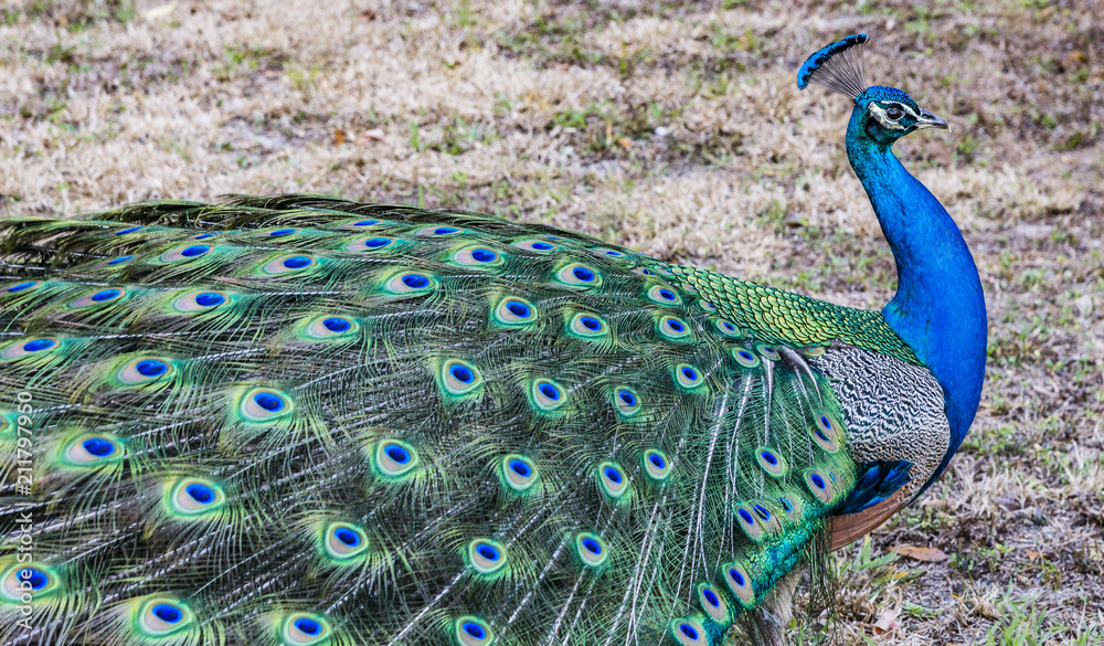 Obraz premium Peacock