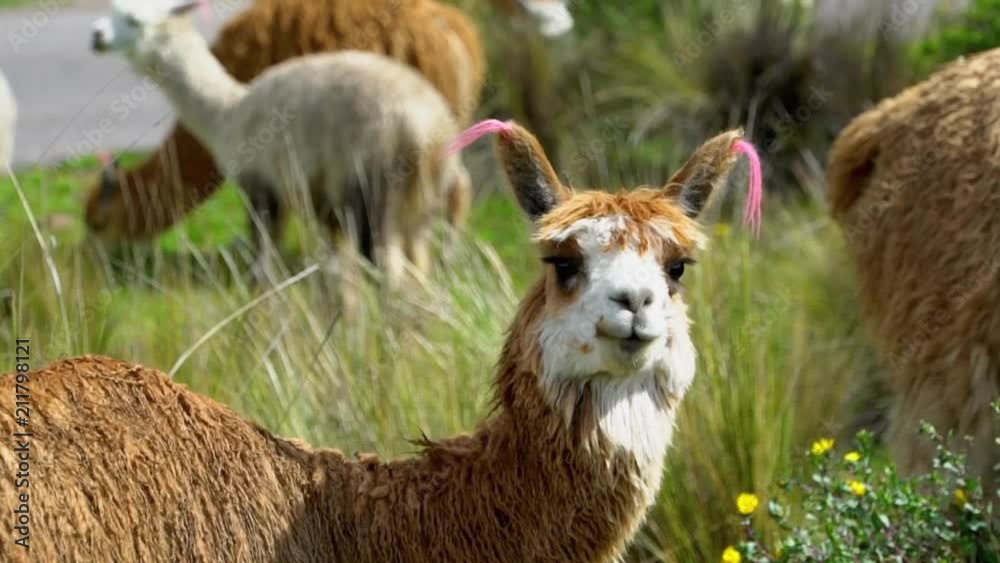 Colca Canyon Peru Near Arequipa during Hiking