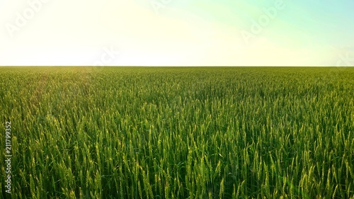 Field of green wheat