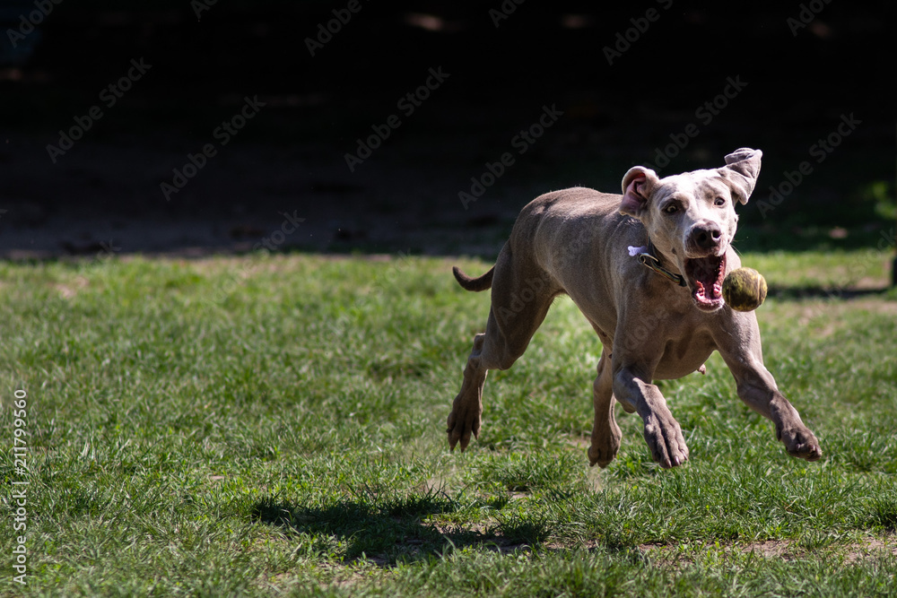 Bracco di Weimar nel parco che corre e gioca a prendere la pallina da tennis gialla Bracco di Weimar nel parco che corre e gioca a prendere la pallina da tennis gialla