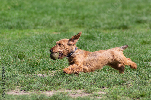Cane terrier meticcio che corre  nel prato con in bocca una pallina da tennis © vpardi