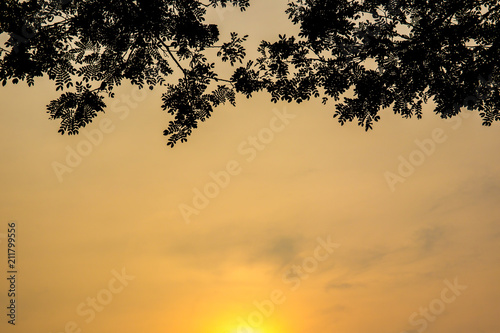 Beautiful blue and yellow sky with a branch of tree silhouetted for background  backdrop  image resource and other use.