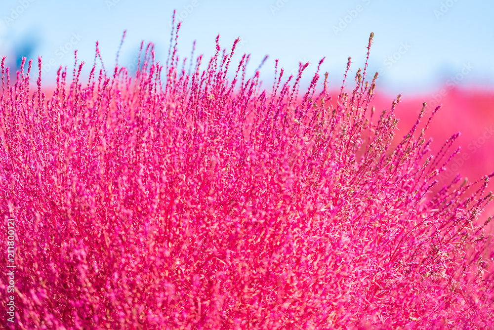 Obraz premium Kochia and cosmos filed Hitachi Ibaraki Japan