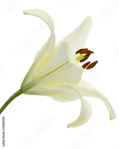 Flower of white lily, isolated on white background