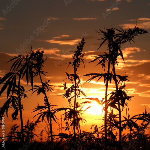 Tablou pe pânză Cannabis and the bright disk of the sun